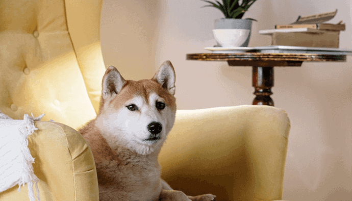 Dogecoin (DOGE) koers gaat er weer vandoor en stijgt met 80% naar nieuwe ATH, wat zit hierachter