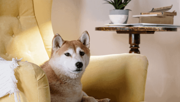 Dogecoin (DOGE) of alle andere crypto combineerd Elon Musk vraagt het op Twitter en koers stijgt weer gelijk
