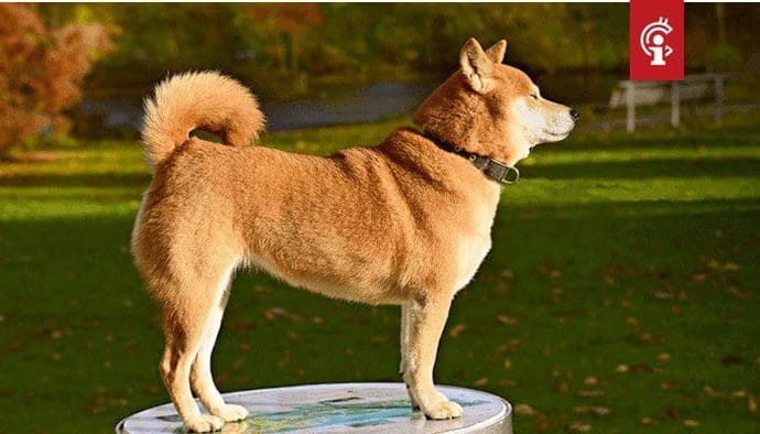 Dogecoin (DOGE) schiet nog eens 50% omhoog, Twitter waarschuwt voor FOMO en manipulatie