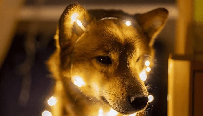 Dogecoin (DOGE) wordt nu geaccepteerd als betaalmiddel bij deze grote Amerikaanse webwinkel