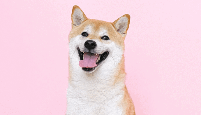 Dogecoin Foundation keert terug met Ethereum oprichter Vitalik Buterin als adviseur