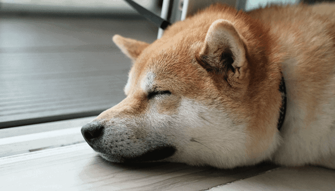 Dogecoin koers stijgt na geruchten over DOGE futures op CME, maar is het nepnieuws