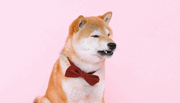 Elon Musk uit kritiek op Dogecoin (DOGE) Het netwerk is te geconcentreerd