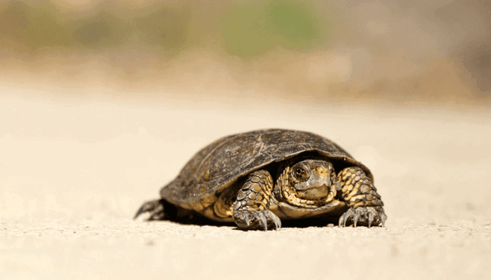 Ethereum (ETH) opschaling gaat te traag en dat geeft concurrenten een grote kans