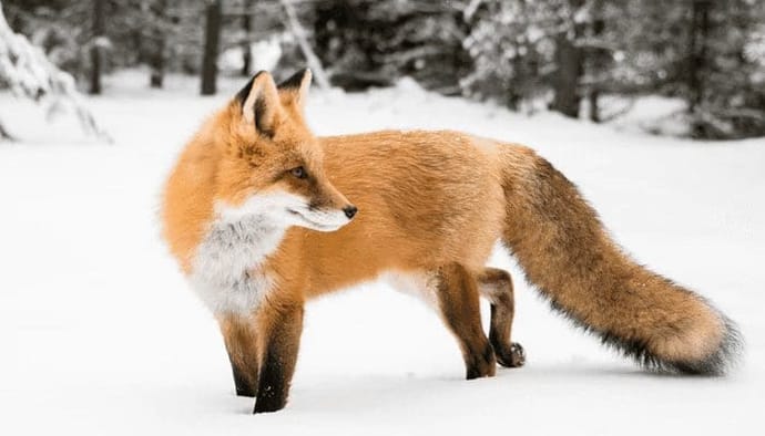 Ethereum (ETH) wallet MetaMask nu vijf miljoen maandelijkse gebruikers door explosie DeFi en NFT's