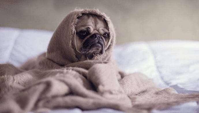 Geen Dogecoin (DOGE) meer voor Thailand SEC verbiedt meme crypto en meer