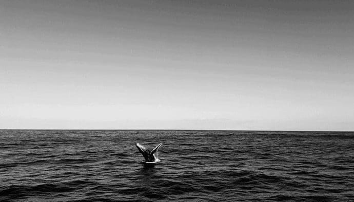 Koop niet deze bitcoin (BTC) dip, te veel whales op exchanges, zegt CEO onderzoeksbedrijf