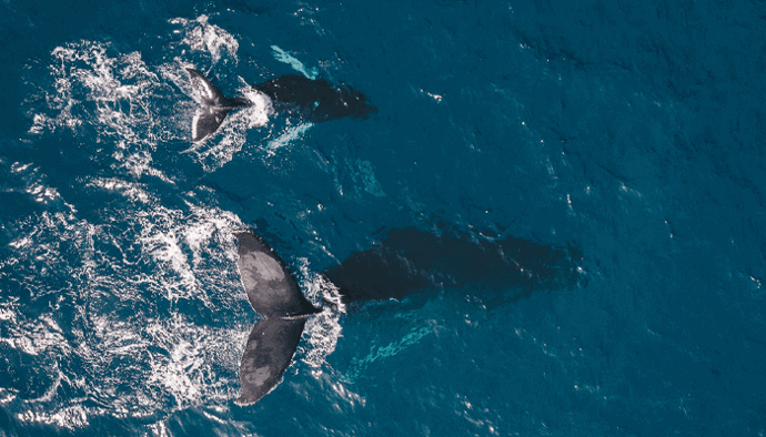 Kopen whales de bitcoin (BTC) dip 813 miljoen tether (USDT) naar exchanges verplaatst