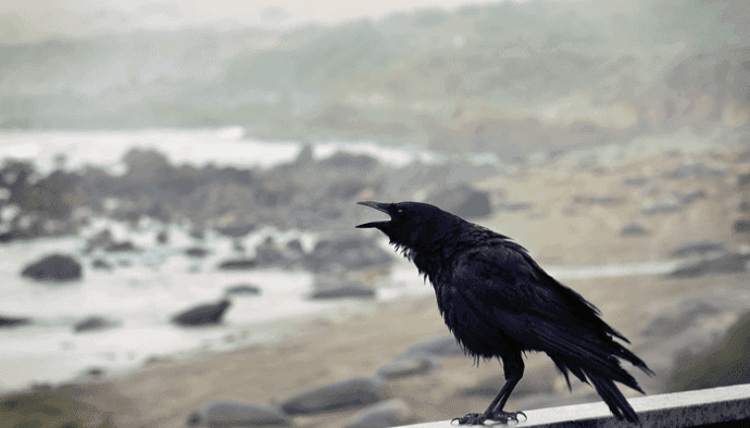 Ravencoin (RVN) steeg 1700% in 3 weken, maar ondergaat hevige correctie, wat is het eigenlijk