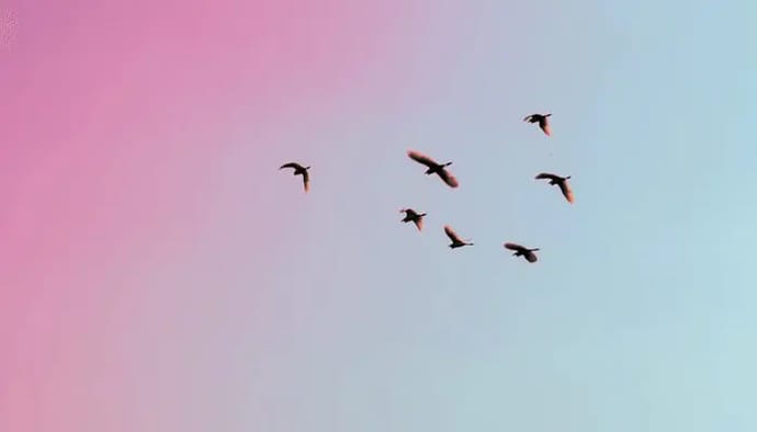 Ripple (XRP) houders ontvangen binnenkort nog een Airdrop van Flare Networks Songbird (SGB) tokens