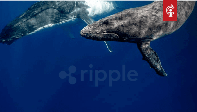 Ripple (XRP) whales maken zich op voor spark aidrop, versturen enorme bedragen