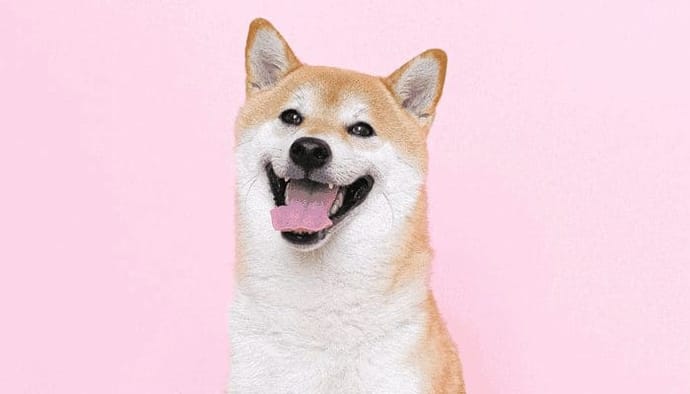 Shiba Inu (SHIB) prijs stijgt hard, is dit nieuws de reden