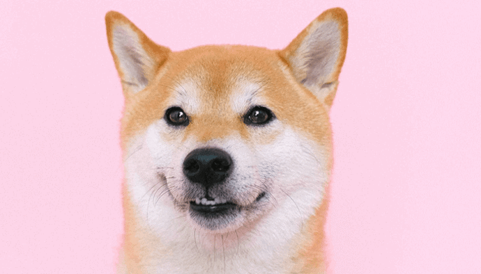 Robinhood posee más del 24% de todos los DOGE en circulación