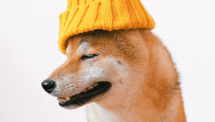 Shiba inu (SHIB) wallet die $8.000 in $5,7 miljard omtoverde plotseling weer actief, dump aanstaande?