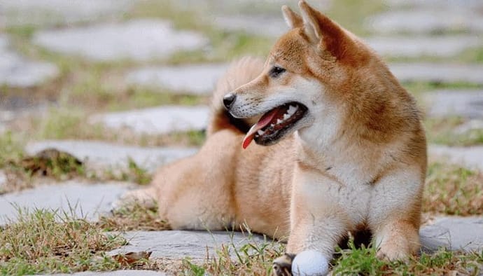 Shiba inu en de internetzeepbel gaat SHIB ten onder bij het knappen van de zeepbel