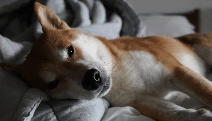 Staan shiba inu en XRP op uitbreken John kijkt verder naar bitcoin, ethereum en meer