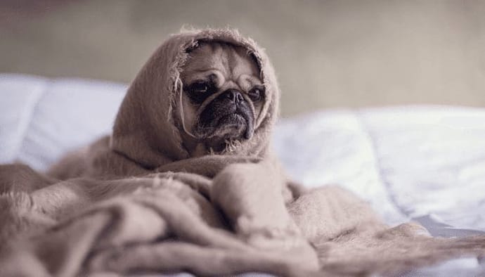 Timo's Take Shiba inu (SHIB) onderuit, is een investering in crypto een grote gok