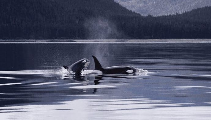 Zijn de bitcoin (BTC) whales aan het verkopen John kijkt verder naar ethereum, solana en ripple!