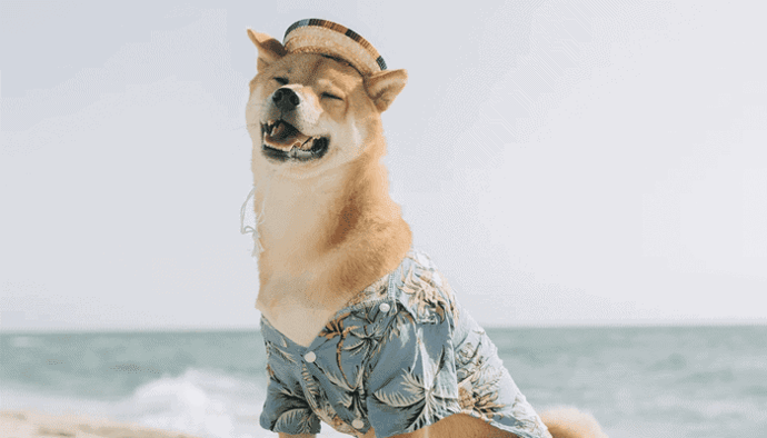 dogecoin_en_shiba_inu_gaan_hard_bitcoin_koers_boven_de_50000_dollar_john_bekijkt_ethereum_cardano_solana