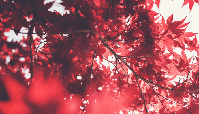 kleurt_de_bitcoin_koers_rood_in_september_john_bekijkt_ethereum_cardano_XRP_solana_holochain