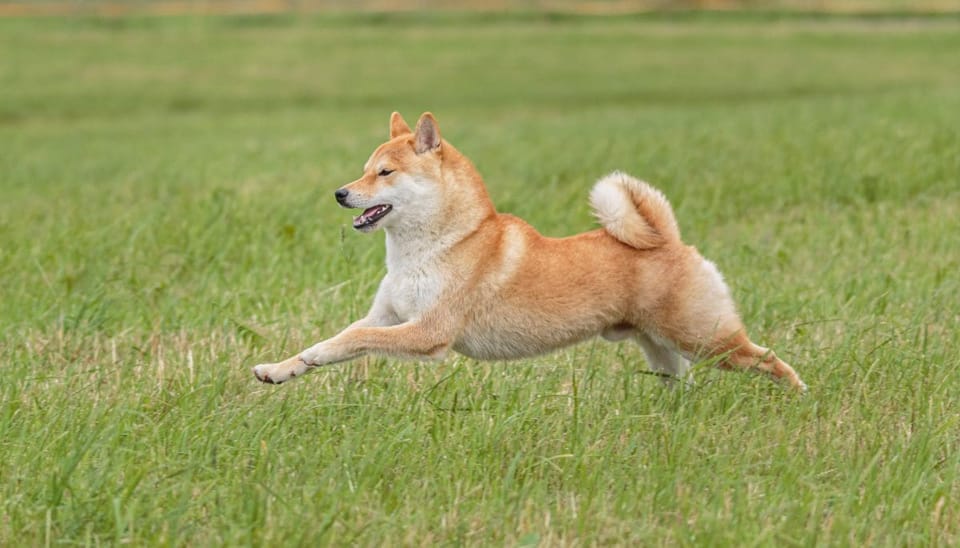 Shiba Inu investeerder loopt miljoenenwinst mis door simpele fout