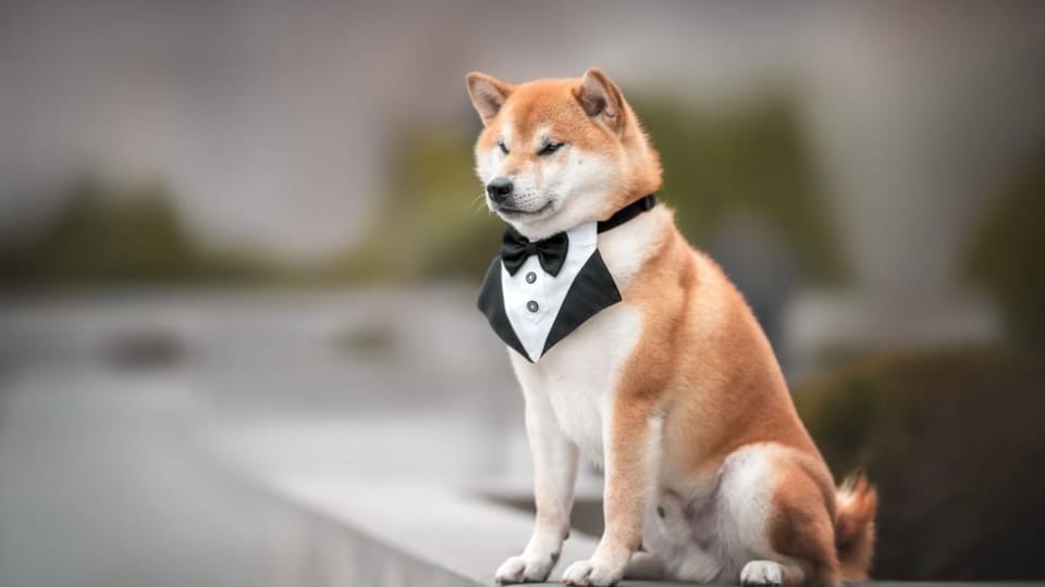 Shiba Inu hond