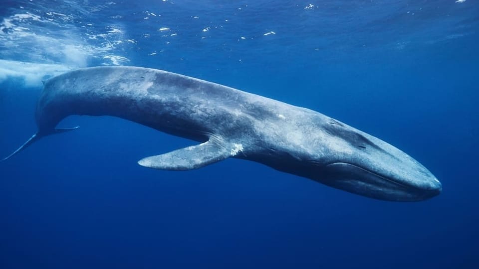 Crypto whale in de oceaan