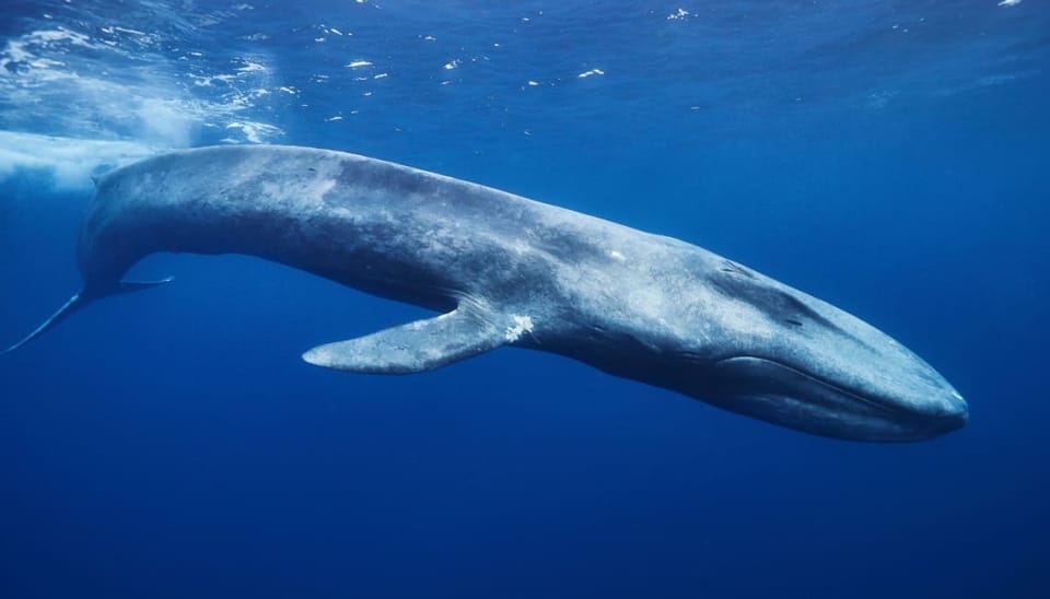 Las ballenas de Bitcoin dan un llamativo paso atrás antes de la caída