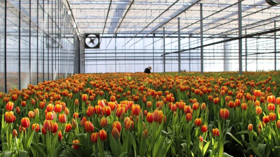 Tulpen in kassen