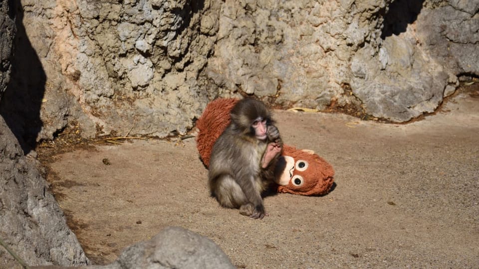 Een afbeelding van de beroemde makaak Punch met zijn knuffel Orang Oetan in een apenreservaat in een Japanse dierentuin