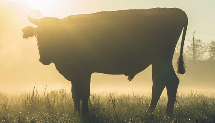 wekelijkse_bitcoin_BTC_koers_analyse_david_bitcoin_wordt_bullish_afbeelding