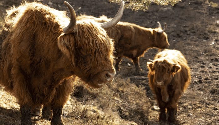 Bitcoin (BTC) koers boven $40.000 na stijging van +40%, waar moeten traders nu op letten
