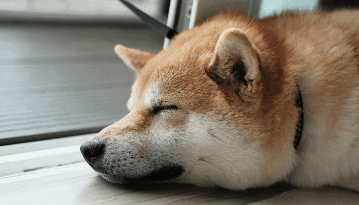 Bitcoin consolideert, meeste altcoins licht in het rood, Chiliz en Dogecoin spin-off Shiba Inu stijgen flink
