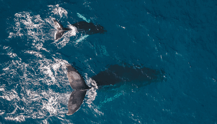 Bitcoin whales slokken alles op, maar is dit bullish of bearish voor de koers
