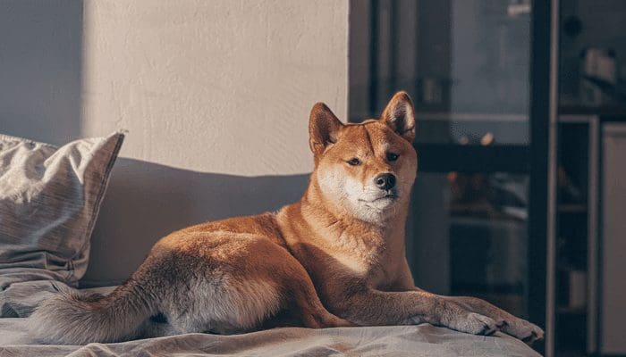 CEO van Three Arrows Capital, Su Zhu, spreekt lovend over dogecoin (DOGE)