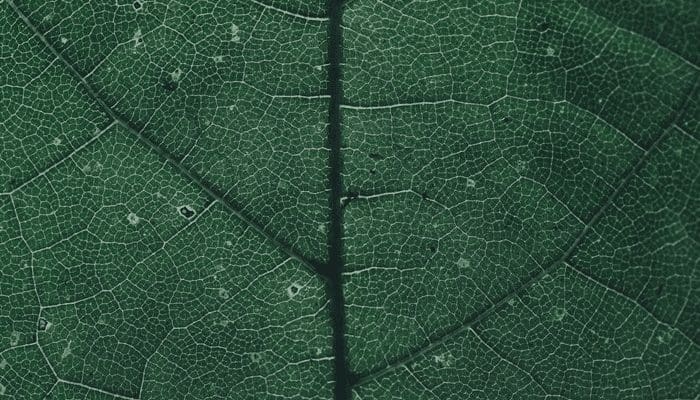 Cardano (ADA) nu miljoen wallets maar koers blijft dalen, je kunt geen 900% winst behalen zonder terugval