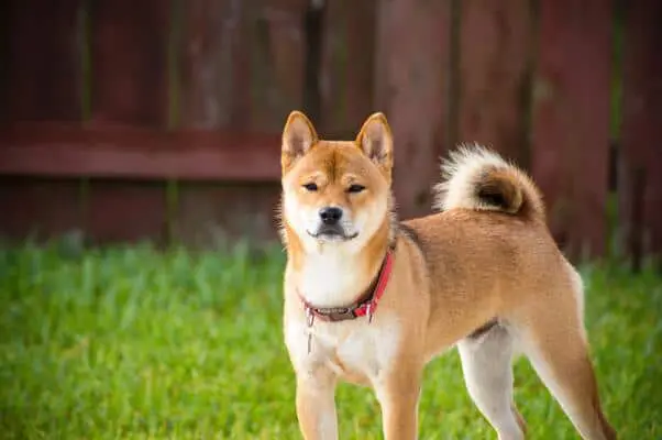 Interesse in Shiba Inu lijkt volledig te zijn opgedroogd
