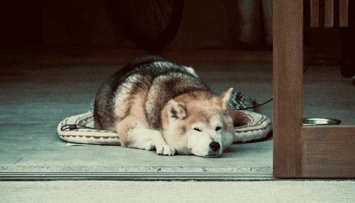 Dogecoin (DOGE) eindigt DogeDay met staart tussen de benen, daalt 33%