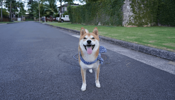Dogecoin (DOGE) killer Shiba Inu (SHIB) slaat nergens op, vindt bekende investeerder dit is waarom!