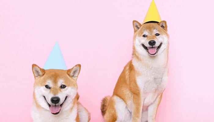 Dogecoin (DOGE) traden met geavanceerde handelstools? Libertex biedt nu de mogelijkheid