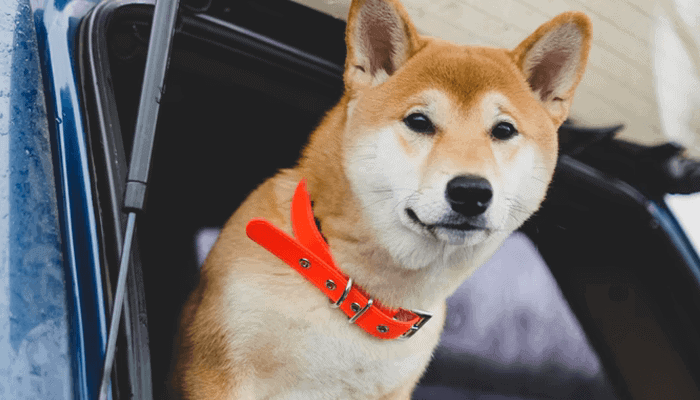 Dogecoin is beter dan bitcoin voor betalingen, zegt Elon Musk
