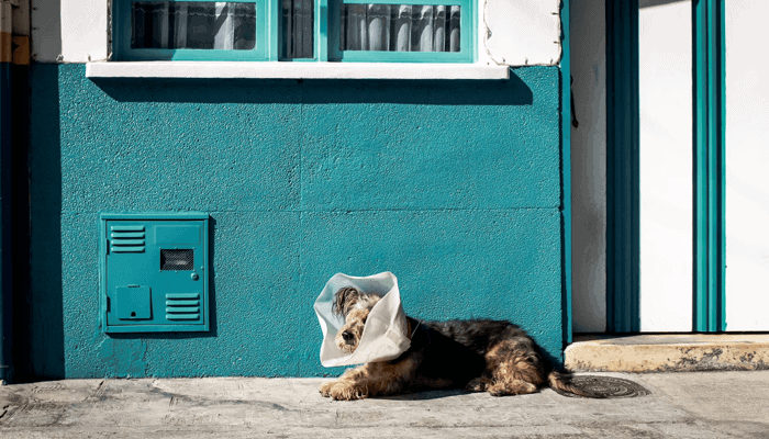 El Salvador gaat met zijn bitcoin (BTC) winst een dierenziekhuis bouwen, kondigt president Bukele aan