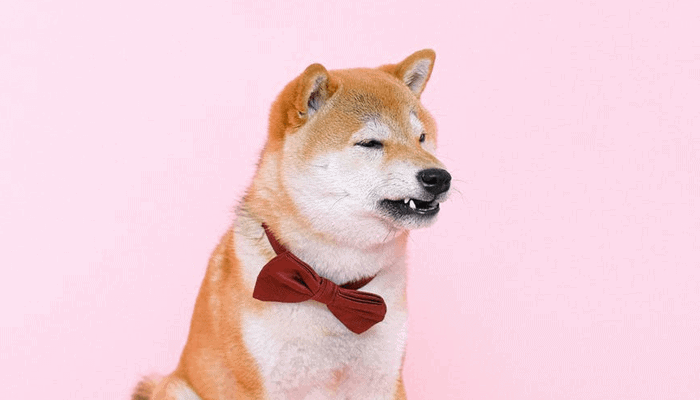 John McAfee noemt beschuldigingen over pump & dumps als Dogecoin overdreven