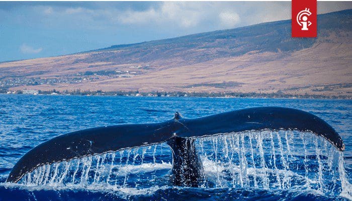 'Koop bitcoin (BTC) wanneer de whales hun bitcoin terugtrekken van de exchanges'