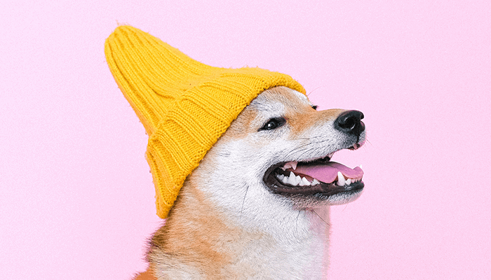 Shiba-inu-crypto Shiba inu crypto