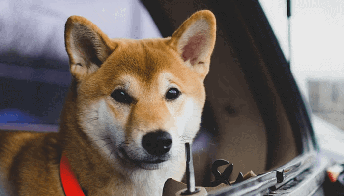 Shiba_Inu_SHIB_de_hardste_stijger_door_deze_tweet Shiba Inu (SHIB) de hardste stijger door deze tweet