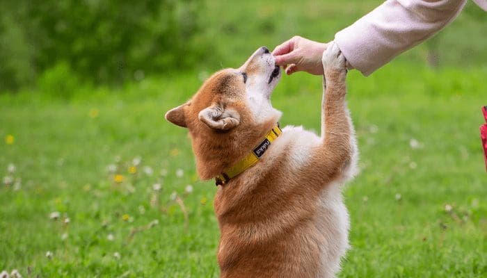 Shiba_Inu_community_steunt_voor_200_miljoen_gehackte_exchange Shiba Inu community steunt voor $200 miljoen gehackte exchange