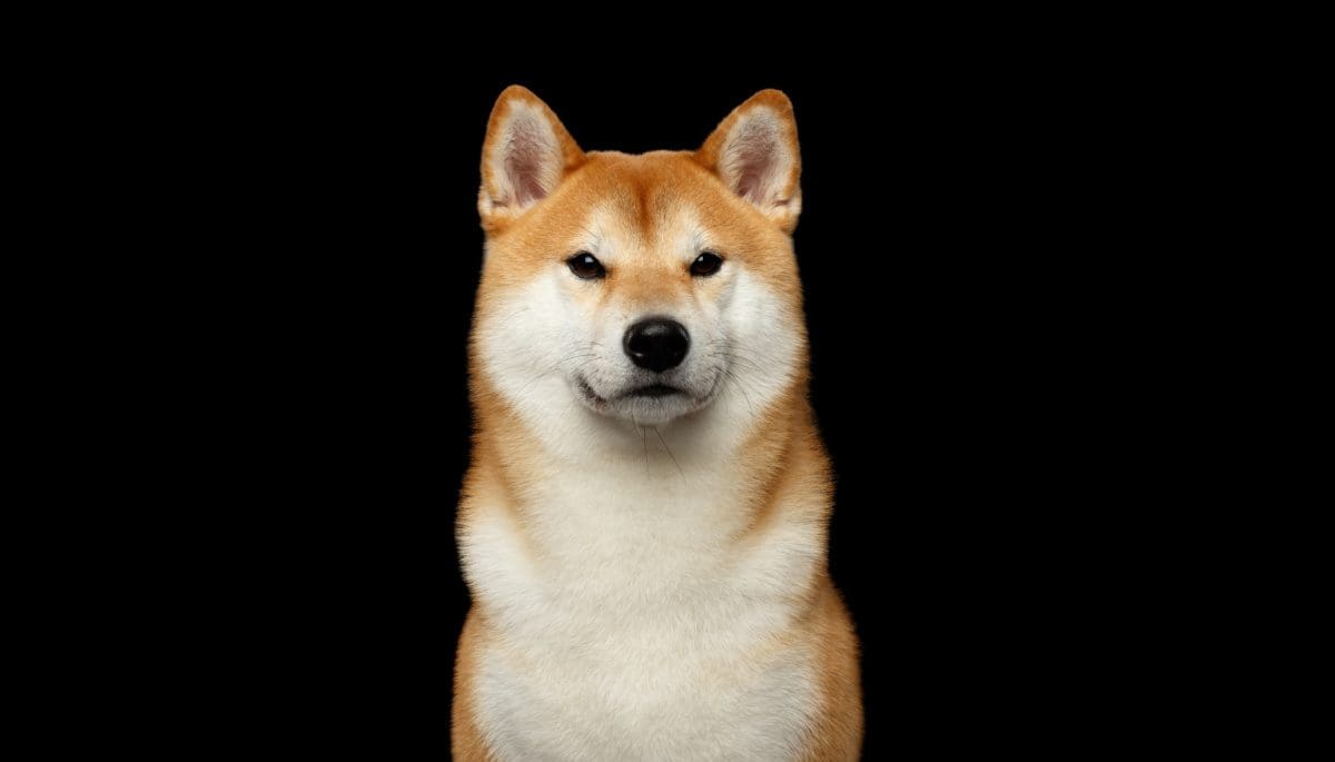 Shutterstock_599492900 Shiba-inu-shibarium-koers