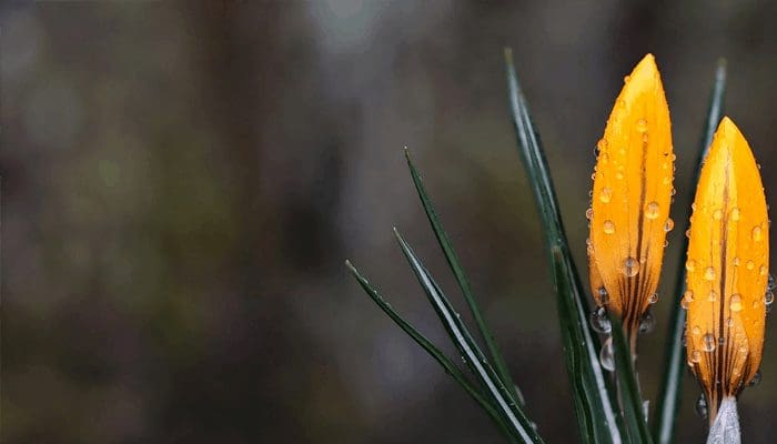 bitcoin_koers_neemt_pauze_altcoin_seizoen_gestart Bitcoin koers neemt een pauze, is het altcoin seizoen dan begonnen?