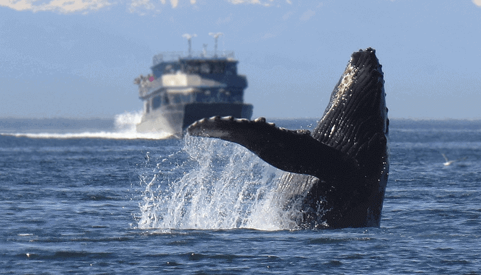 bitcoin_whales_aan_het_oppervlak_john_bespreekt_XRP_ethereum_chainlink_polkadot Ethereum (ETH) belandt vooral in de zakken van whales, blijkt uit deze gegevens